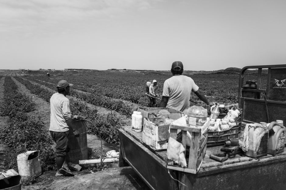 Lion Farm Workers Wait for a Ready Job Plan